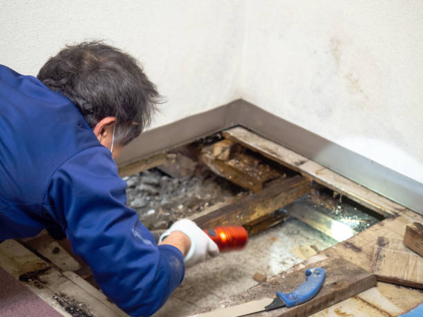 Best Mold Testing  in Clayton, NM