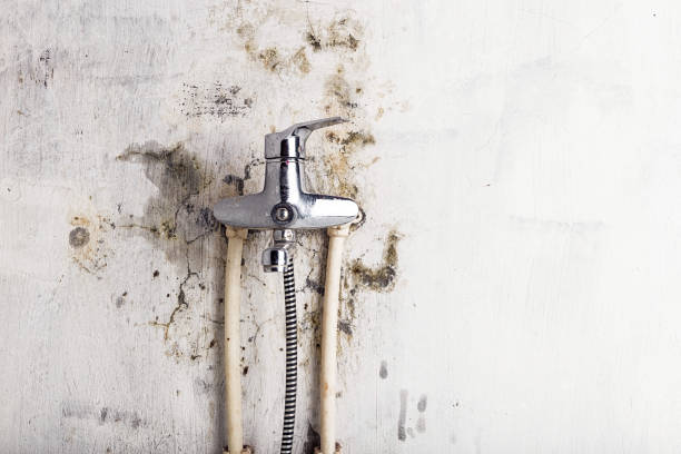 Best Residential Mold Removal  in Clayton, NM
