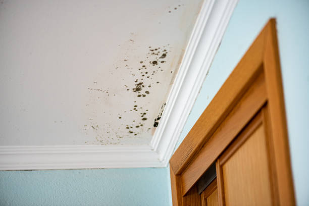 Best Affordable Mold Removal  in Clayton, NM