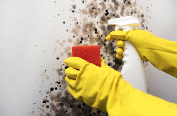 Trusted Clayton, NM Mold Removal Experts
