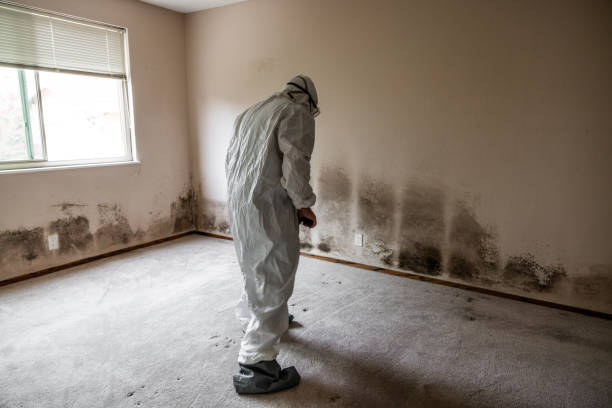 Best Mold Removal Process  in Clayton, NM