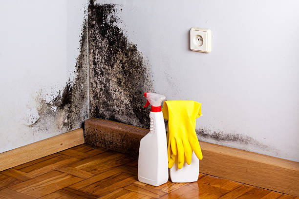 Mold Removal Process in Clayton, NM