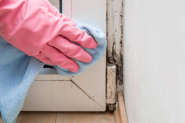 Best Crawl Space Mold Removal  in Clayton, NM